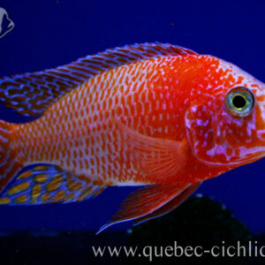 Aulonocara Firefish - Dragonfish