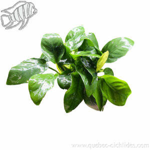 Anubias barteri var. nana