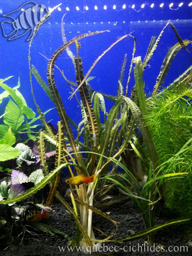 Crinum calamistratum - Qubec Cichlids