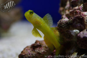 Yellow Watchman Goby going out of his hidding spot