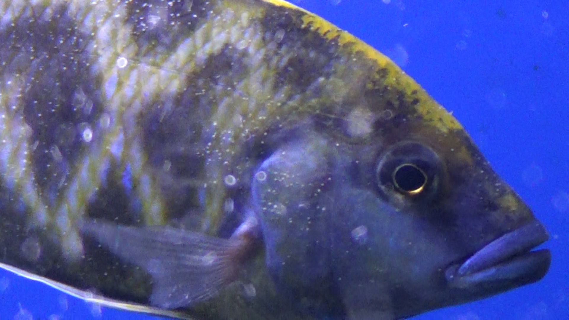 Les poissons d'aquarium sont-ils heureux?