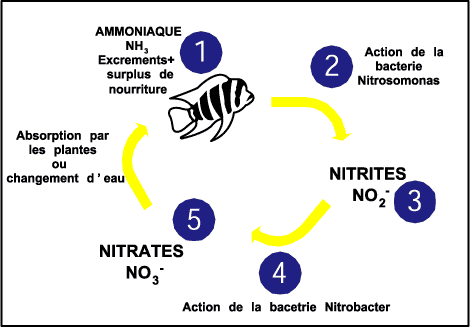 Cycle de l'azote