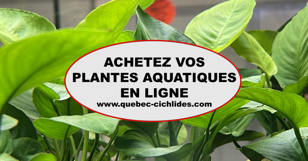 Sable de Loire 1mm pour aquarium planté ou cichlidés africains