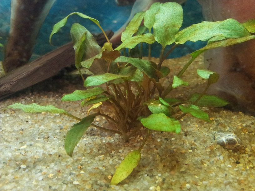 Comment éviter les algues dans un aquarium ?