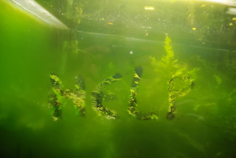 Liste des algues en aquarium, identification des algues, comment bien les  connaitre pour les éradiquer et s'en débarasser.