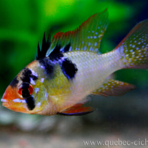 Ramirezi German Blue - Mikrogeophagus ramirezi