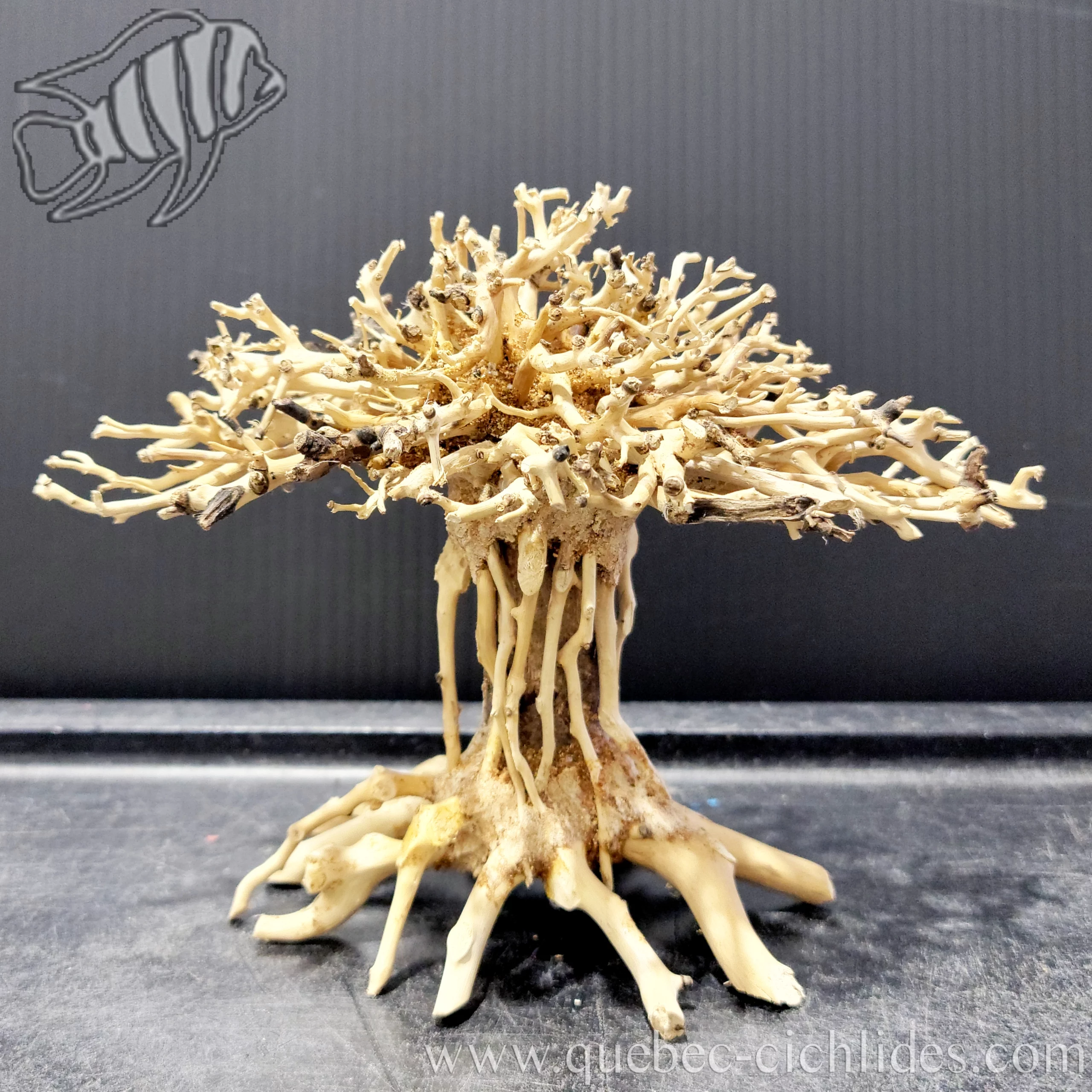 mini bonsai shop Mini Bonsai Starter Kit
