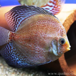 Discus Red Spotted