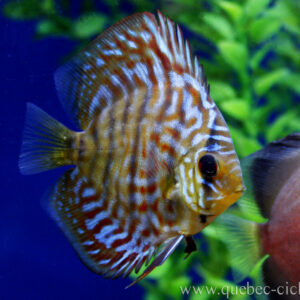 Discus Red Turquoise