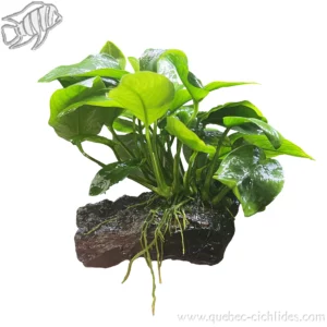 Anubias Barteri sur Bois