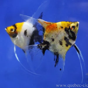 Pterophyllum sp. Ange Koi / Tricolor